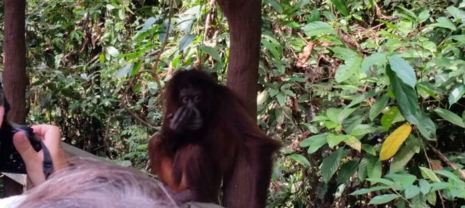 Sandakan – Bosou, Orangutans, and Rehabilitation