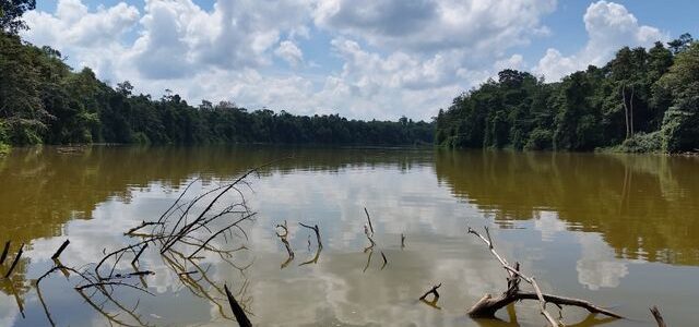 Kinabatangan River – Crocodiles, Orangutans and Elephants